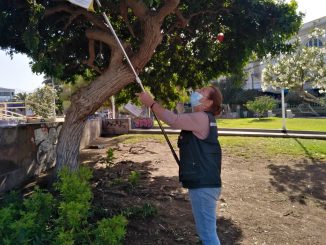 SAG pone fin a campaña de erradicación de la mosca de la fruta en Antofagasta