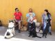 Minera El Abra realiza esterilización de 227 perros en la región de Antofagasta