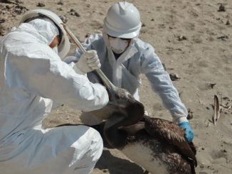 SAG confirma casos positivos a influenza aviar en Antofagasta e Iquique
