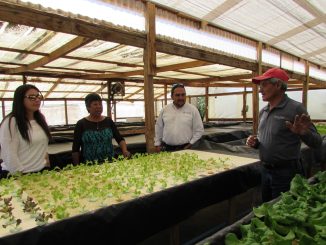 Agricultores loínos aumentarán su producción de lechugas hidropónicas con el apoyo de fondo de El Abra