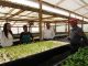 Agricultores loínos aumentarán su producción de lechugas hidropónicas con el apoyo de fondo de El Abra