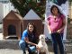 Estudiantes de ingeniería construyeron casas térmicas para perros de agrupación animalista en Antofagasta