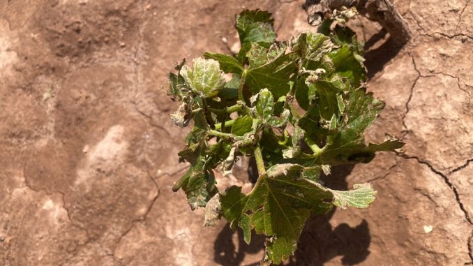 Ruta de ayuda realizan los Servicios del Agro por las localidades de Socaire y Talabre Ruta de ayuda realizan los Servicios del Agro por las localidades de Socaire y Talabre
