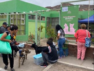 Más de 500 perros y gatos fueron esterilizados de forma gratuita en Taltal