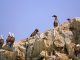 Pingüino de Humboldt: La especie que llama la atención en las costas de Antofagasta