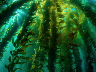 Experta científica destaca la importancia de conservar los bosques de macroalgas en la Región de Magallanes Experta científica destaca la importancia de conservar los bosques de macroalgas en la Región de Magallanes