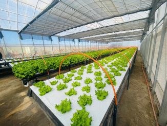 FIA impulsa innovación en los sistemas hidropónicos para el uso de agua del Río Loa en agricultura de desierto