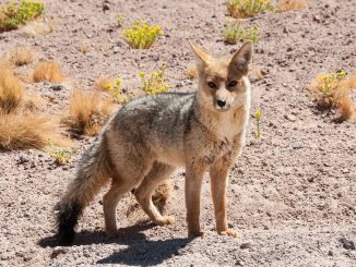 Día de los Parques Nacionales: investigadora destaca importancia de reservas en la región de Antofagasta