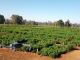 Nuevo germoplasma de alfalfa tolerante a sequía para zonas de secano mediterráneo fue estudiado mediante fenotipado terrestre y aéreo