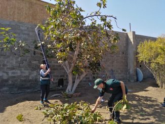 SAG finaliza campaña de mosca de la fruta en San Pedro de Atacama