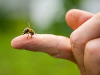 Picaduras de abejas y avispas: Cómo reconocer si se trata de una reacción alérgica grave