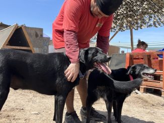 Comienzan operativos de atención veterinaria en Antofagasta