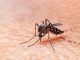 El cambio climático puede ser uno de los factores en el aumento de casos de dengue