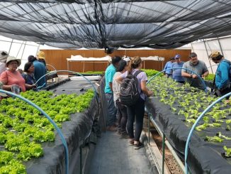 Agricultores de la comuna de San Pedro de Atacama profundizan conocimientos en hidroponía a través de una capacitación