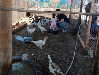 Atención comunidades TEA de Antofagasta y Mejillones: invitación gratuita a granja