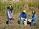 Programa ATF de SQM Litio comenzó la toma de muestras de suelos de terrenos de 13 agricultores de San Pedro de Atacama