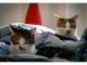 Llegó el frío y las mascotas lo sienten: ¿cómo prevenir resfríos en perros y gatos?