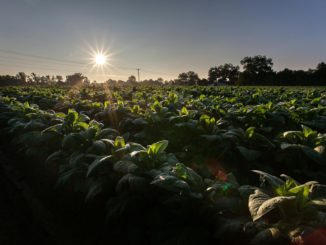 “Secuestro de carbono”: la nueva tendencia que permite a las empresas operar más sosteniblemente