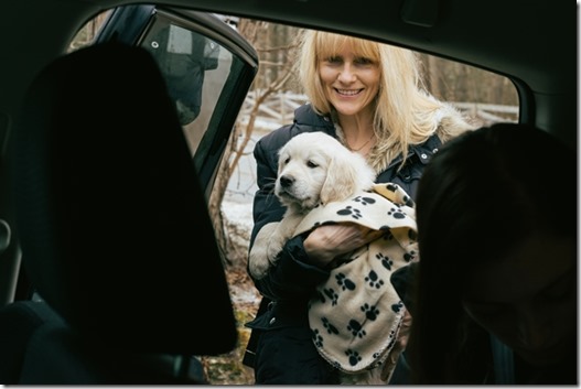 Woman bringing white English golden retriever puppy into car to go home -  shot from inside of car