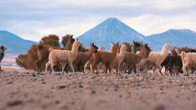 “Yockontur”, proyecto que aporta a la revitalización de la lengua ckunsa llegará a escuelas y comunidades de San Pedro de Atacama