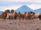 “Yockontur”, proyecto que aporta a la revitalización de la lengua ckunsa llegará a escuelas y comunidades de San Pedro de Atacama