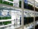 Innovación: Científicos de la UA producirán harina rica en Omega 3 utilizando microalgas y aguas de plantas desaladoras