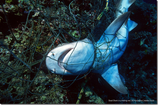 sharks-5