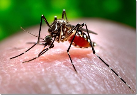 DENGUE