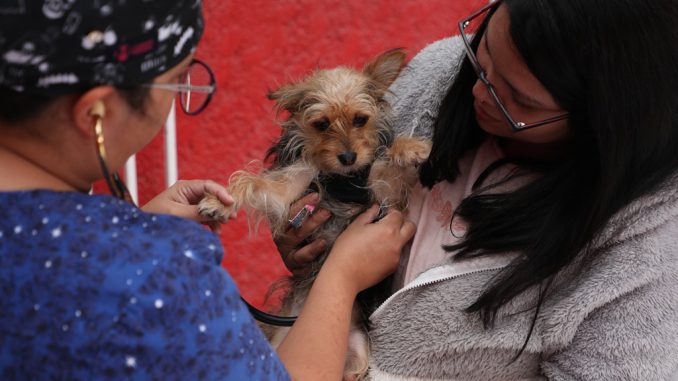 Comienza nueva etapa del plan gratuito de esterilización y chipeo de gatos y perros en seis juntas vecinales Comienza nueva etapa del plan gratuito de esterilización y chipeo de gatos y perros en seis juntas vecinales