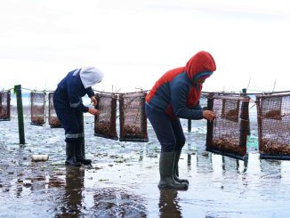 De Tarapacá a Los Lagos: diagnósticos organizacionales impulsan la mejora productiva en áreas de manejo de recursos bentónicos De Tarapacá a Los Lagos: diagnósticos organizacionales impulsan la mejora productiva en áreas de manejo de recursos bentónicos