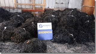 fiscalizacion-algaspardas-tocopilla1
