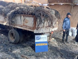 Fiscalización en Tocopilla terminó con la incautación de 5,4 toneladas de algas pardas Fiscalización en Tocopilla terminó con la incautación de 5,4 toneladas de algas pardas