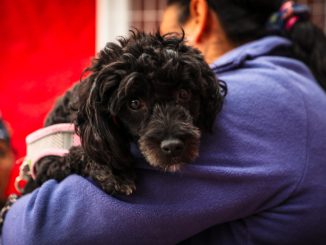 Más de 3 mil esterilizaciones de mascotas realizó Municipio de Antofagasta entre marzo y julio