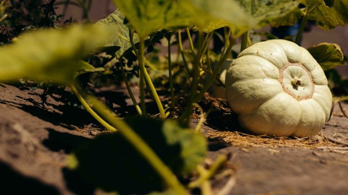 Donde la ciencia florece: Macrozona Norte impulsa misión en agricultura del desierto