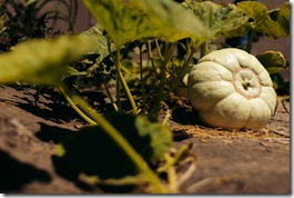 foto agricultura del desierto