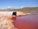 Científicos de la UA posicionaron la Ecología Microbiana del Desierto de Atacama en Congreso Latinoamericano
