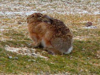 La liebre europea conquista el Desierto de Atacama y amenaza sus tesoros naturales