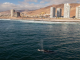 Sernapesca refuerza respeto a distancias de observación ante avistamiento de cetáceos en la bahía de Antofagasta