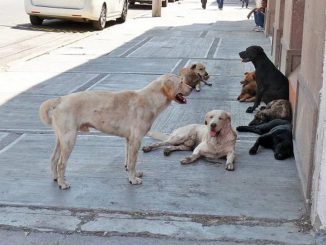 Multas y hasta cárcel: presentan proyecto de ley para endurecer sanciones a conductores que atropellen y den muerte a animales
