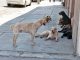 Multas y hasta cárcel: presentan proyecto de ley para endurecer sanciones a conductores que atropellen y den muerte a animales