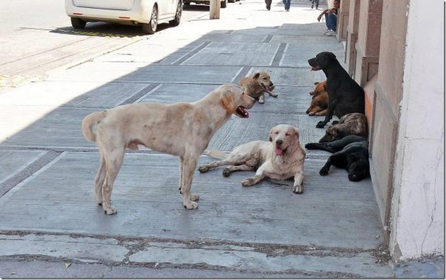 Perros-callejeros_1