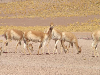 Se abrieron las postulaciones a programa formativo de turismo en Calama y Alto El Loa