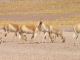 Se abrieron las postulaciones a programa formativo de turismo en Calama y Alto El Loa