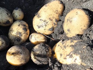 Pulso Agroclimático octubre: expertos alertan por la posible aparición de enfermedades fungicidas en los cultivos Pulso Agroclimático octubre: expertos alertan por la posible aparición de enfermedades fungicidas en los cultivos