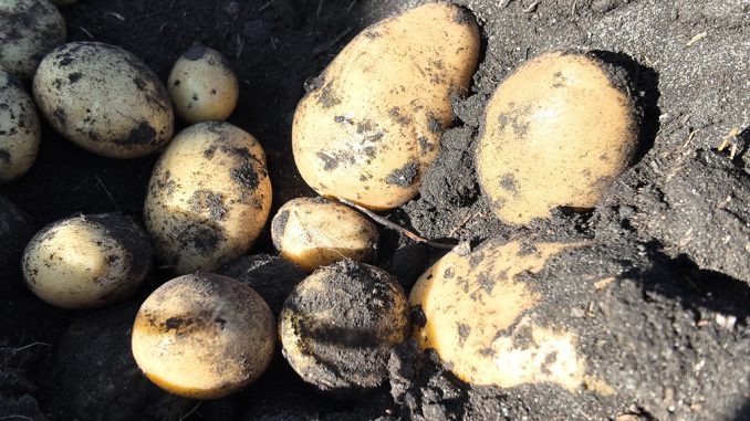 Pulso Agroclimático octubre: expertos alertan por la posible aparición de enfermedades fungicidas en los cultivos Pulso Agroclimático octubre: expertos alertan por la posible aparición de enfermedades fungicidas en los cultivos