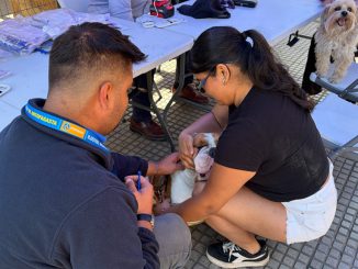 Más de 100 mascotas reciben su chip tras operativo municipal de Antofagasta