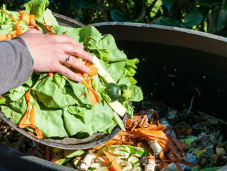 UA adjudica proyecto para reducir desperdicio de alimentos