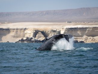 Antofagasta: Territorio clave para la presencia de ballenas y cet&aacute;ceos en el Norte de Chile