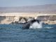 Antofagasta: Territorio clave para la presencia de ballenas y cet&aacute;ceos en el Norte de Chile