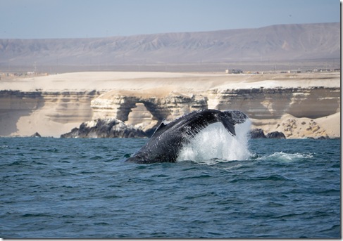 Ballena Jorobada.jpg